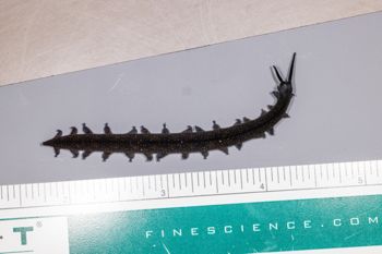 Media type: image;   Invertebrate Zoology 168055 Description: Digital photograph of specimen in life.;